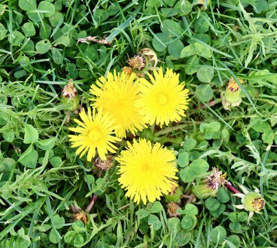A close view of the bright yellow dandelions in the grass.