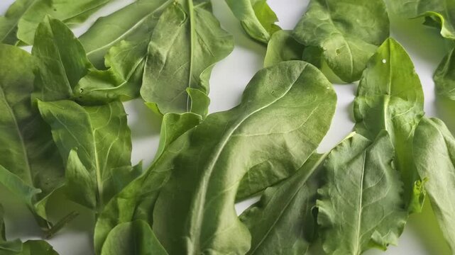 Harvesting sorrel leaves in an outdoor garden during the summer season
