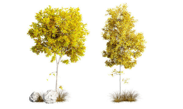 Autumn Tree Cutout with Rocks, Dry Grass and Yellow Foliage PNG