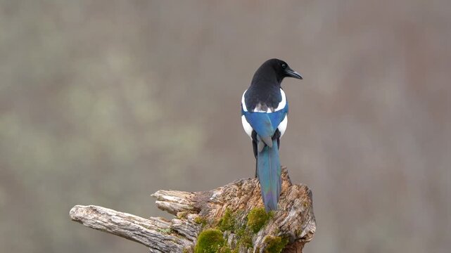 Rear view of a wild Eurasian Magpie (Pica pica) calling and hopping on a mossy log