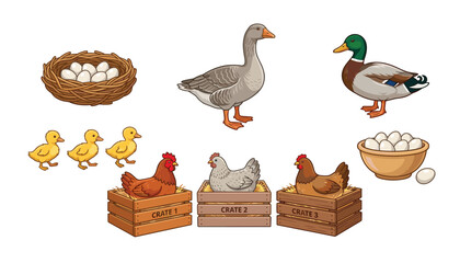 Farm poultry birds vector cartoon set with hens in wooden crates goose mallard duck ducklings nest and fresh eggs © Ruma
