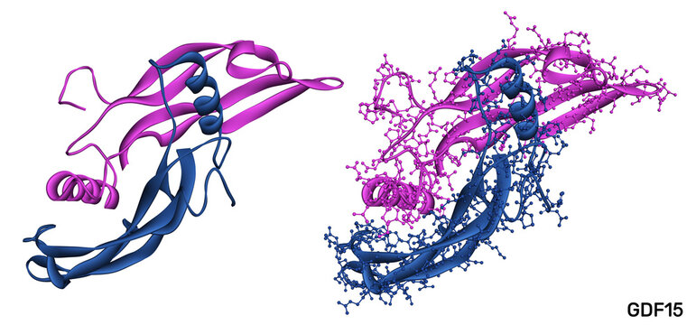 Growth differentiation factor 15, GDF15 dimer molecule. Ttransforming growth factor beta and prognostic protein for obesity, appetite control, metabolism therapeutic target. 3d render