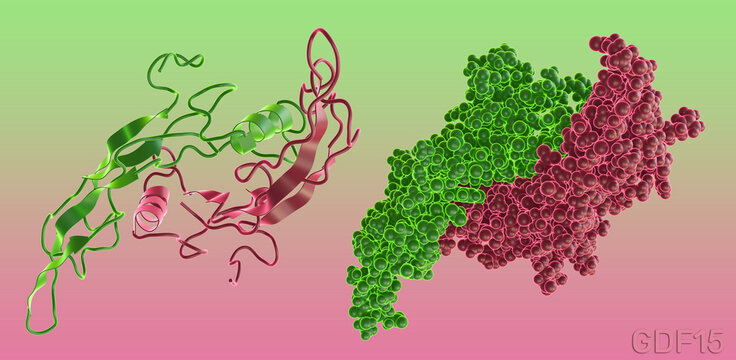 Growth differentiation factor 15, GDF15 dimer molecule. Ttransforming growth factor beta and prognostic protein for obesity, appetite control, metabolism therapeutic target. 3d render