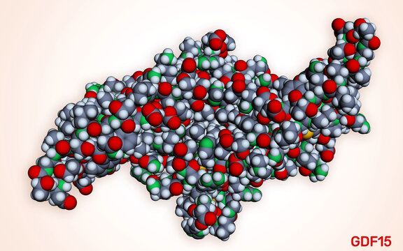 Growth differentiation factor 15, GDF15 dimer molecule. Ttransforming growth factor beta and prognostic protein for obesity, appetite control, metabolism therapeutic target. 3d render