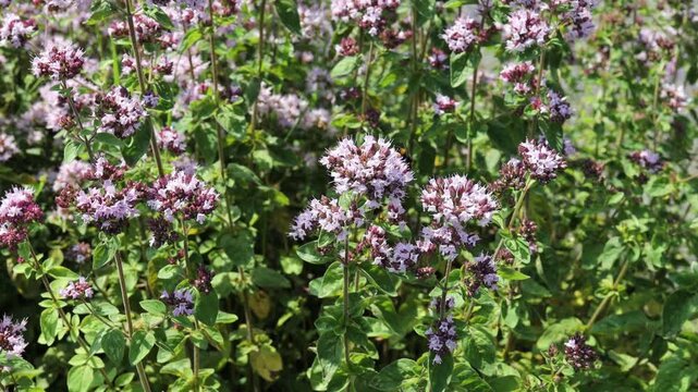Macro view of bumblebee on purple blooming wildflower bush in summer