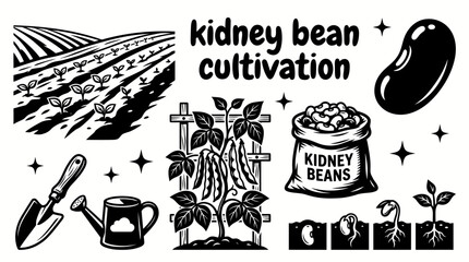 healthy kidney bean plants growing across fertile farmland with agricultural fields harvesting season rural scenery and sustainable crop production environment © Ethan