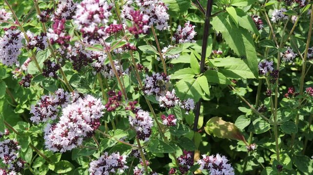 Fluffy insect pollinating pink wild flowers branch in bright sunlight