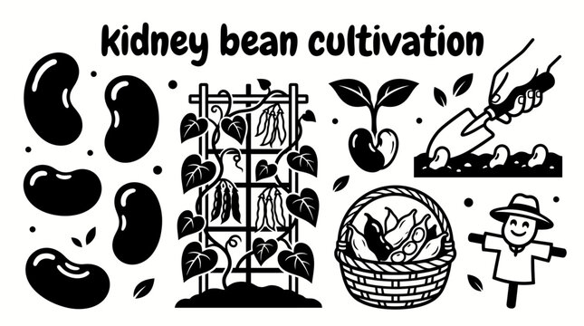 healthy kidney bean plants growing across fertile farmland with agricultural fields harvesting season rural scenery and sustainable crop production environment