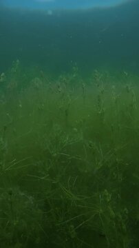 Underwater panorama close-up: dense, vibrant green hornwort Ceratophyllum demersum plants with feathery whorled leaves growing thickly in murky water of freshwater swamp
