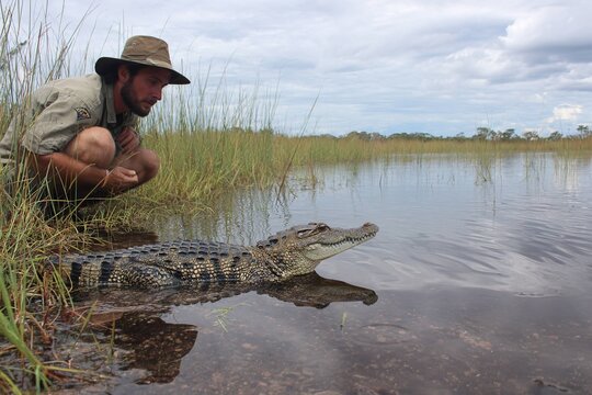 crocodile population monitoring in wetlands