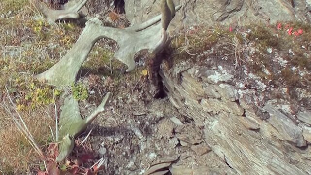 Close view of large, weathered reindeer antler resting on rocky, moss-covered ground in Arctic Svalbard, Norway. Small tenacious plants grow around this ancient relic, bathed in gentle sunlight.