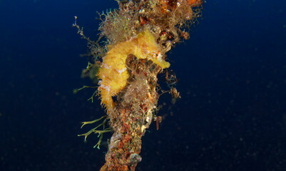 The seahorse clings to the rope that is anchored to the sand on the seabed. © Francisco