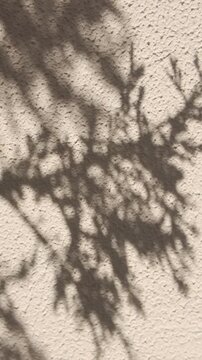 Beautiful shadow of thuja or cypress branch on textured beige wall. Sunlight casting dark outline of juniper coniferous branch on stucco wall background. Intricate Juniper branch shadow on wall.