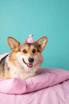 Corgi with rubber flamingo