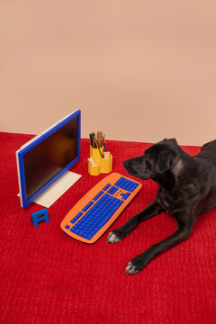 Dog Watching Computer Screen