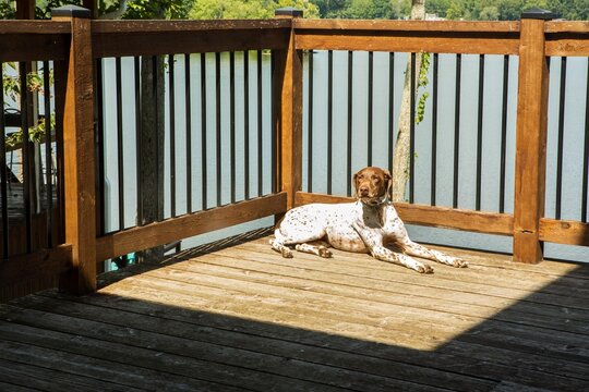 German Shorthaired Pointer on a Scenic Lake House Deck