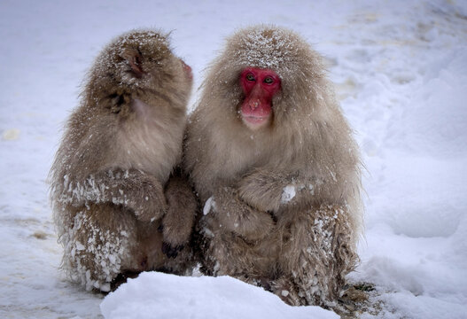 Snow monkeys in the wild during the winter in Japan