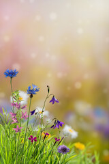 Summer floral meadow with different wild flowers © firewings
