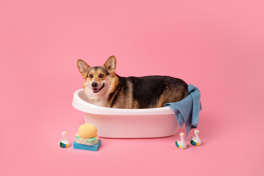 Corgi in Bathtub
