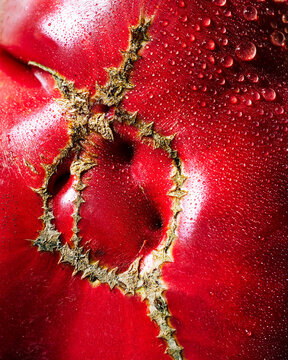 Tomato Detail