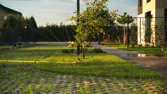 Lawn sprinkler watering green grass and small tree in a modern backyard garden with a paved pathway at sunset