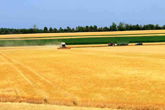 A combine harvester is harvesting crop in yellow wheat field on farm in Austria.