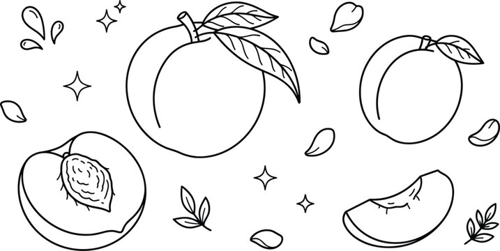 Fresh peach fruit vector element set featuring whole peaches halves stone pits slices leaves and sparkle icons