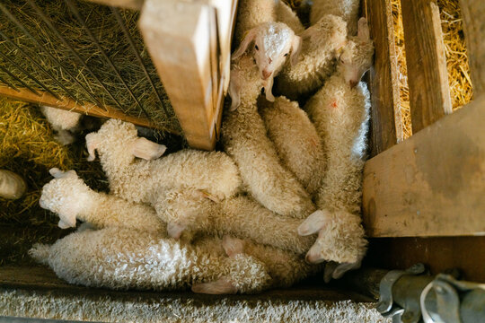 kid goats from above  
