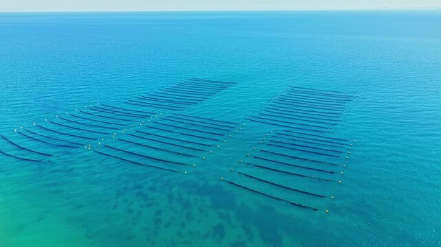 Mussel farm workers harvest mussels from long lines set in the ocean. The sun shines brightly over the water. Yellow buoys mark the areas for harvesting.