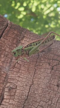 Large green female long-winged form of Wart-biter Bush-Cricket sitting on textured, cracked brown tree stump against background of green foliage with soft green bokeh background, bottom-up view.