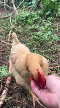 hen running to eat food