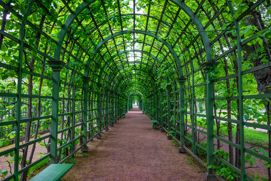 Summer garden tree foliage and metal ached tunnel covered with green climbing plants. Summer Garden place in St Petersburg, Russia