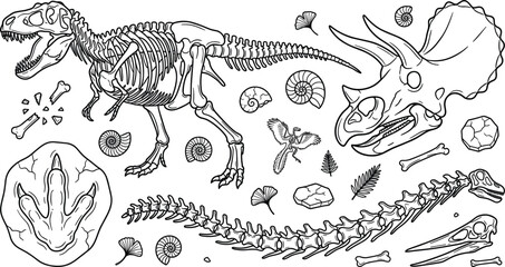 Dinosaur skeleton vector set with Tyrannosaurus rex fossil, Triceratops skull, prehistoric bones, footprints, and ancient ammonite elements. © MstLaky