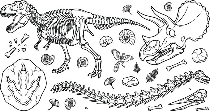 Dinosaur skeleton vector set with Tyrannosaurus rex fossil, Triceratops skull, prehistoric bones, footprints, and ancient ammonite elements.