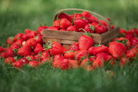 Close-up of an abundant garden harvest with  strawberries scattered on a lawn around a rustic punnet with a handle.