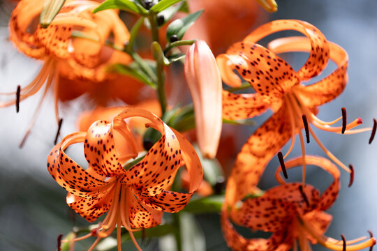 TIger Lilly Cluster