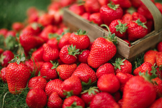Close-up of an abundant garden harvest with strawberries scattered on a lawn around a rustic punnet with a handle.