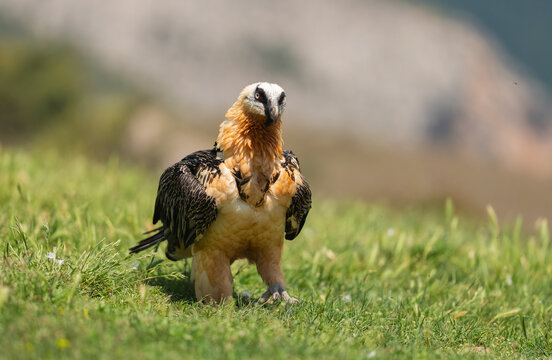 Bearded Vulture Portrait  