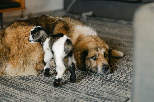 dog with baby goat in family room 