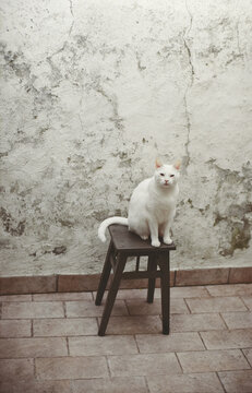 White Cat Portrait