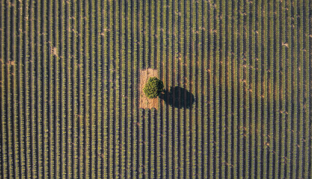 Aerial view of Valensole Lavender field with a single tree standing in the center of perfectly aligned rows of purple lavender in Valensole, Provence-Alpes-Cote d'Azur, France.