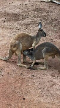 kangaroo with adul baby feeding milk
