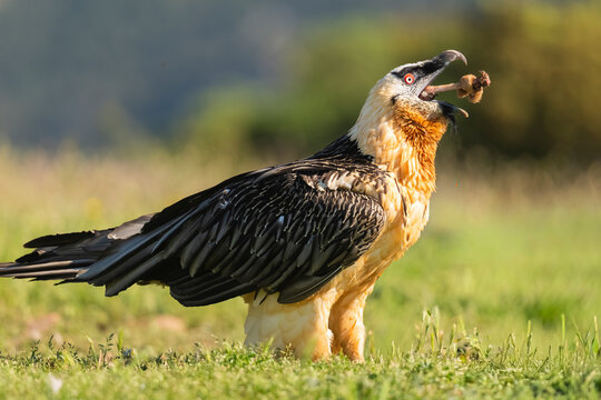 Bearded Vulture Swallowing Bone From A Ram's Leg