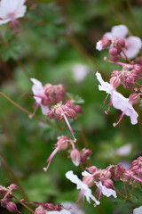 Naklejka premium Close-up of small, pink-white flowers with slender stems