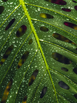Large Green Monstera Leaf With Water Droplets in a Tropical Setting