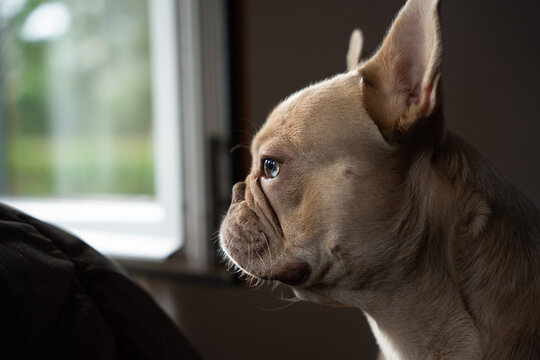 French bulldog looking out window