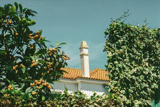 Loquat Branches and Roof