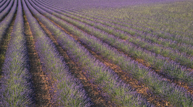 Aerial view of blooming lavender fields arranged in neat rows under warm golden hour light in Valensole, Provence-Alpes-Cote d'Azur, France.