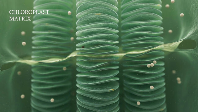 Chloroplast matrix structure with thylakoids and stroma in plant cells showing photosynthesis process green color stacks of membranes with ribosomes and starch grains