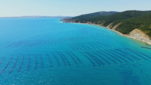 A mussel farm is seen in the water with long lines stretching across the bay. Boats are present in the distance. Hills frame the coastline under a blue sky.